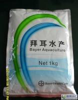 拜速盈 苗種培育期抗應激利器，顯著提升成活率與養殖效益